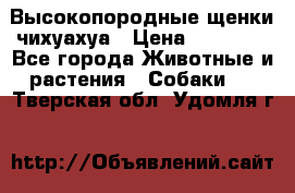Высокопородные щенки чихуахуа › Цена ­ 25 000 - Все города Животные и растения » Собаки   . Тверская обл.,Удомля г.